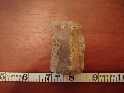 Pliocene age fossil whale - pliocene,