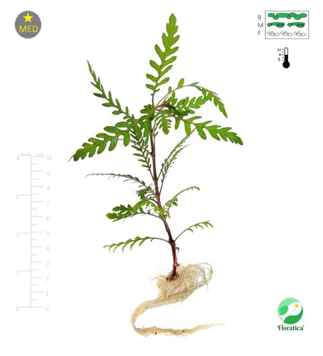 Live aquarium plant - plant, hygrophila