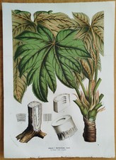 Aralia papyrifera fr. China