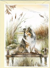 Shetland Sheepdog /Sheltie Dog
