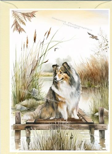 Shetland sheepdog sheltie dog - /sheltie,