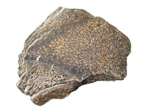 Jurassic dinosaur fossil bone