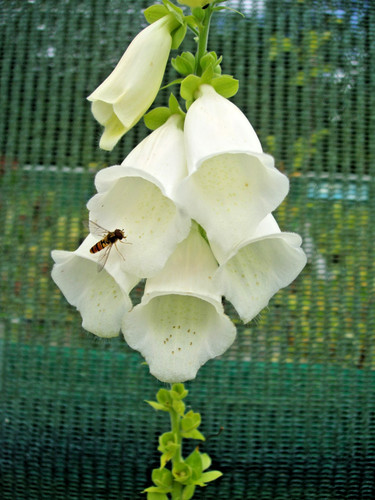 Digitalis purpurea alba - x,