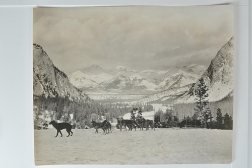 Dog sled team winter - winter, sports