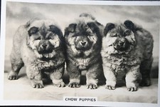CHOW CHOW PUPPIES    Vintage 1939 Dog Photo Card  EE26M