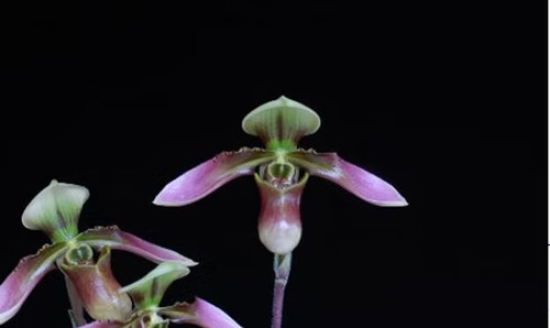 Rare paphiopedilum wolterianum - rare,