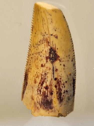 Serrated abelisaur tooth - abelisaur, ~.75