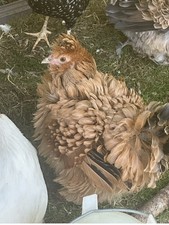 Pack Of Six Eggs not live