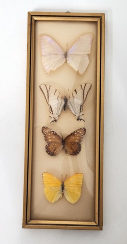 Vintage butterfly taxidermy - vintage,