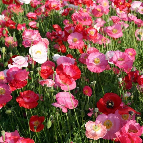 Oriental poppy papaver - poppy,