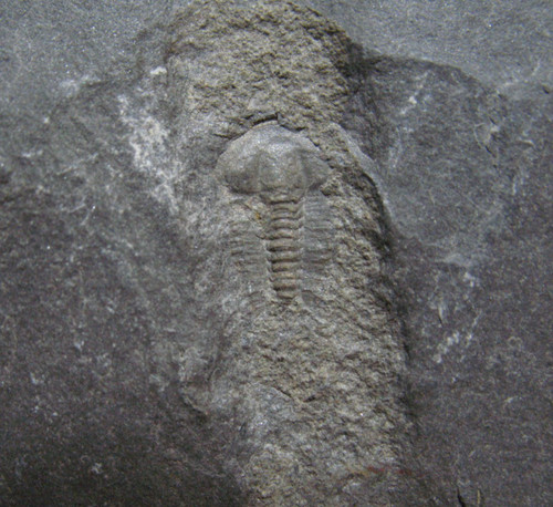 Cambrian trilobite fossil - cambrian,