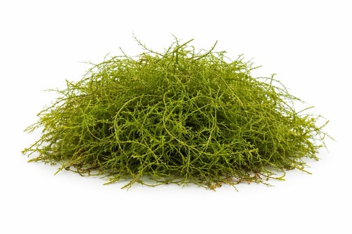 Java moss portion fresh - portion, –