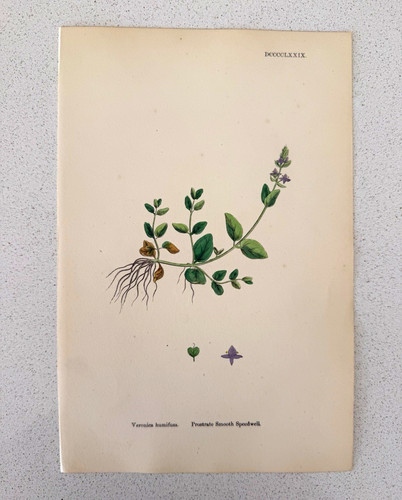 Veronica humifusa prostrate - humifusa,