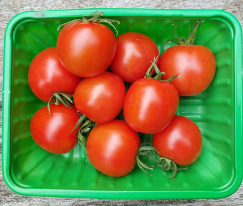 Northern delight tomato seeds - northern,