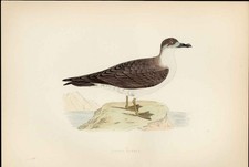 Capped Petrel Morris British