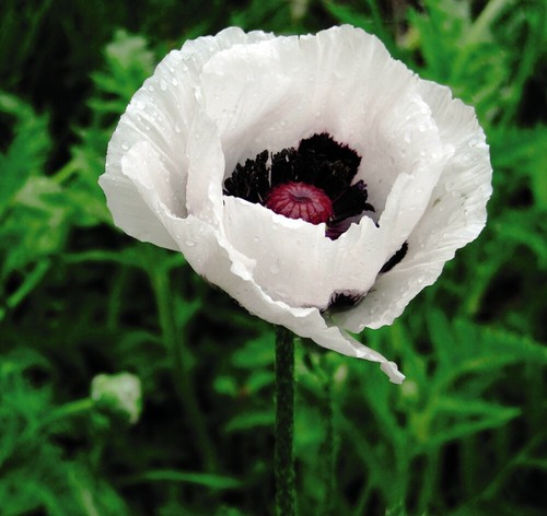 Papaver poppy royal - papaver,