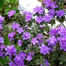 Rhododendron ramapo - x,