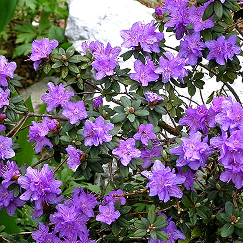 Rhododendron ramapo - 1, x
