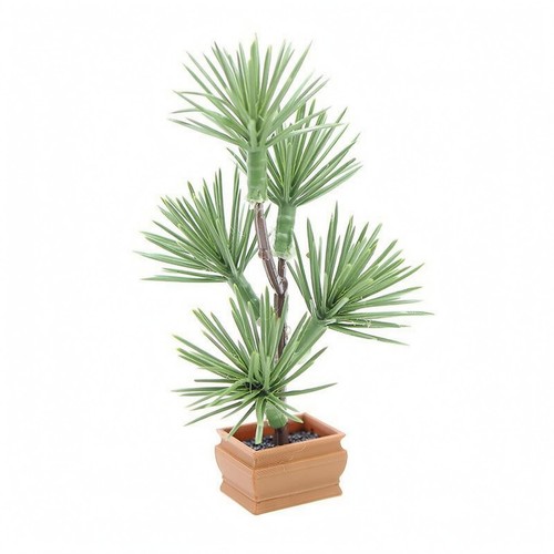 Miniature conifer bonsai - conifer,
