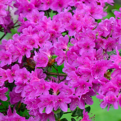 Gardenersdream azalea - gardenersdream,