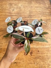 Philodendron Pink Princess Plant