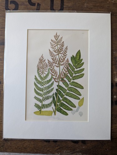 Antique 1870s anne pratt - antique,