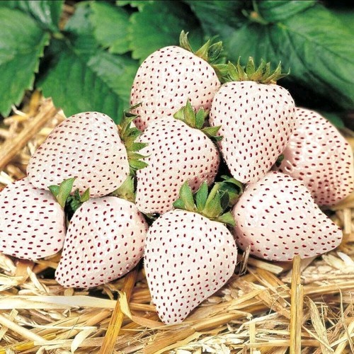 Pineberry white - 3, x