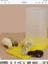 Quail water  drinker 