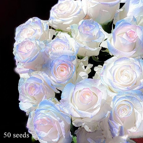 300 rose seeds - 50-300,