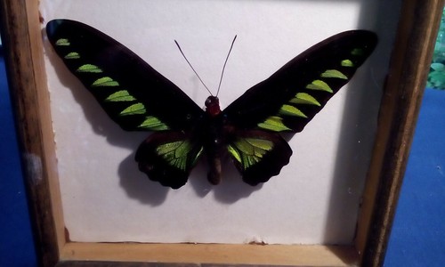 Vintage butterfly - vintage,