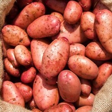 Seed Potato Organic Sarpo Mira