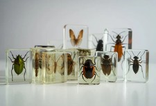 National geographic insect - insect, in