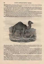 Dromedary Camelus dromedarius