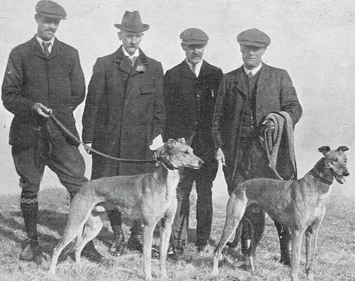 Heavy weapon greyhound racing - greyhound,