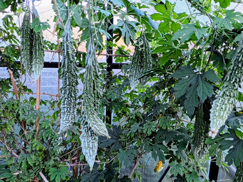 Bitter gourd seeds grown - bitter,