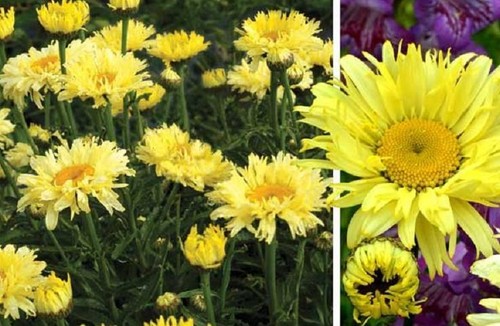 Leucanthemum shasta daisy - shasta,
