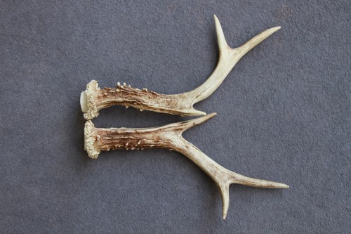 Pair roe deer antlers set - pair,