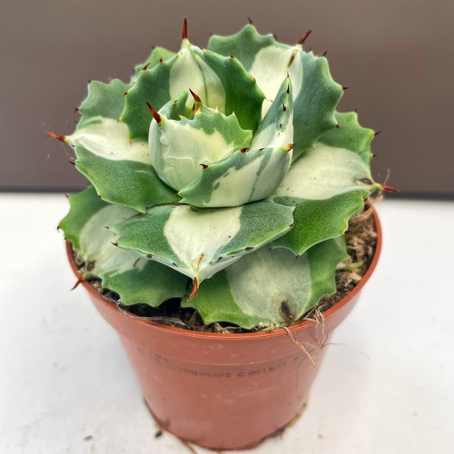 Agave potatorum ouhi raijin - agave, ‘ouhi-raijin
