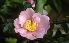 Camellia sasanqua Plantation