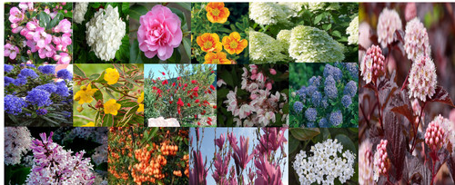 10x shrubs plants mixed - shrubs,