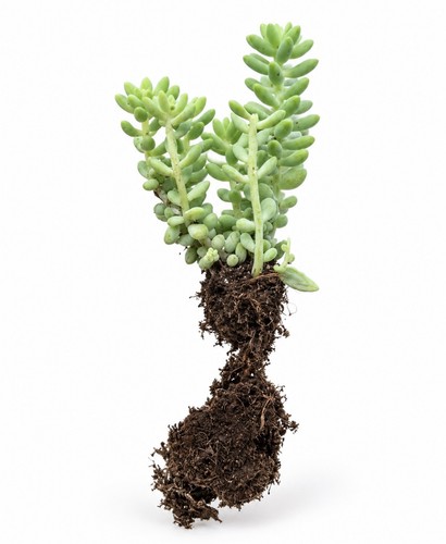 Sedum burrito burro donkey - burrito,
