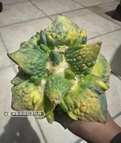 10cm rare live house plant - live,