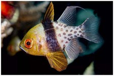 3-Pack Pajama Cardinalfish