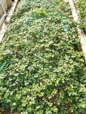 8 ORGANIC Mara Des Bois Gourmet Strawberry Plants