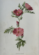 Antique Botanical Print 1880s