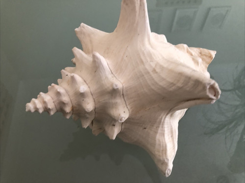 Large 22cm queen horn conch