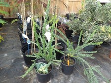 Acacia Pravissima Lemon Twist