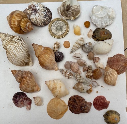 Curated coastal shell - curated,