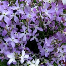5500 seeds Matthiola Evening