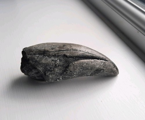 Dinosaur claw fossil - dinosaur,